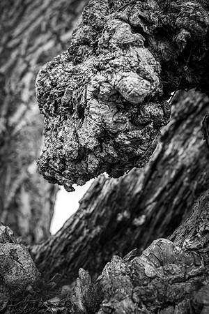 Burl Head
