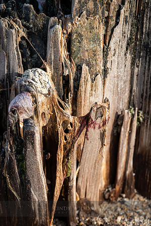 Pleading Pilings
