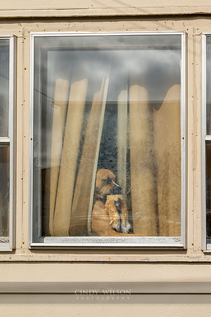 Doggie in the Window, St John's
