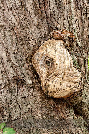 Burl of a Child