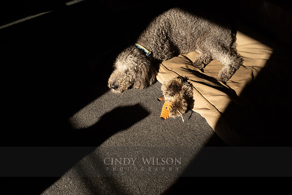 Laying in a Patch of Sunlight
