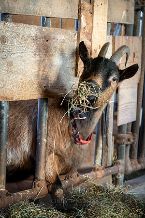 Snacking Goat