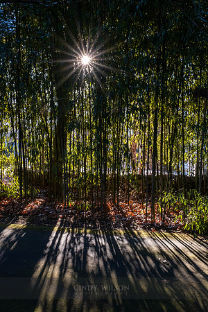 Web of Bamboo