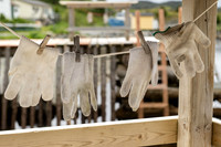 Cloth Gloves, Brigus South, Newfoundland, 2024