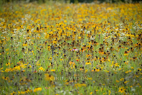 Field of Flowers, Arcadia Organic Farm
