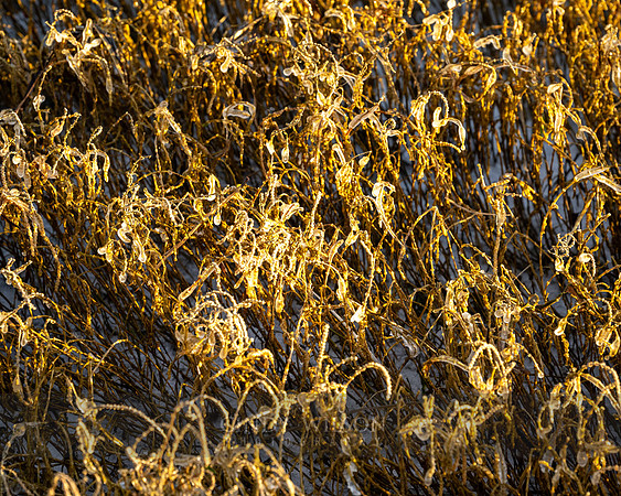 Diamonds in the Marsh