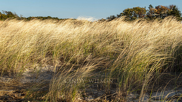 Grasses, Payne's Creek, MA