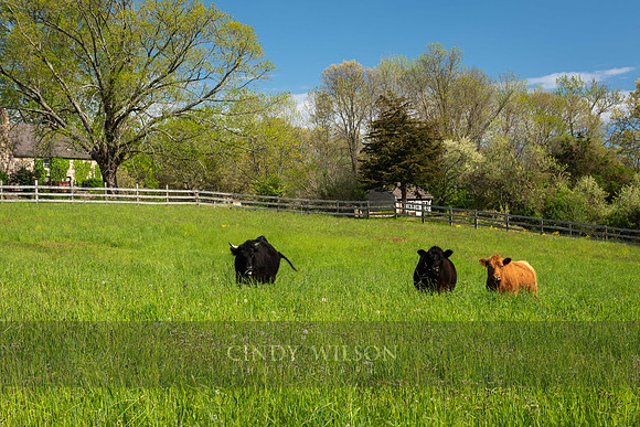 Cows in the Meadow, Charlestown