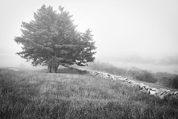 Tree in the Mist