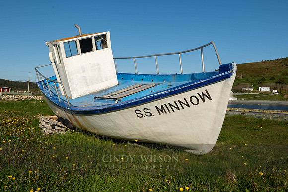 SS Minnow, Ferryland