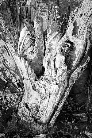 Two Eyed Stump