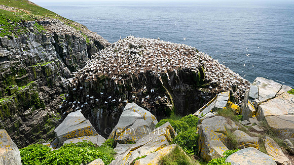 Gannets, Cape St Mary