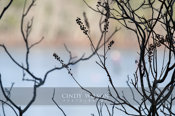 Seeing through to the Pond