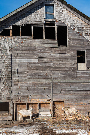 Simmons Barn Middletown (demolished)