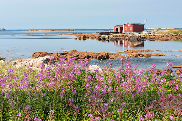 Wildflowers with Fishing Stages, Joe Batt's Arm