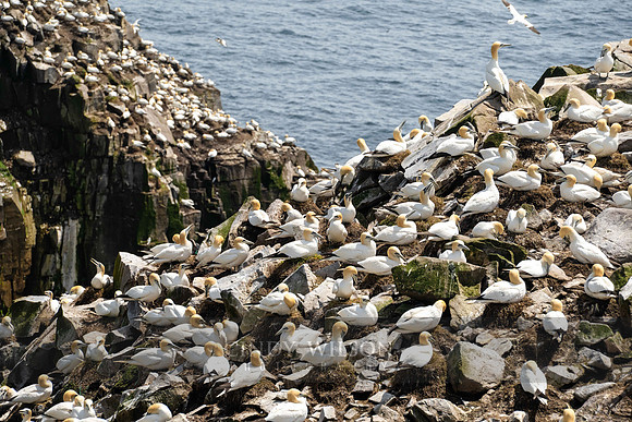 Rookery Detail, Cape St Mary's