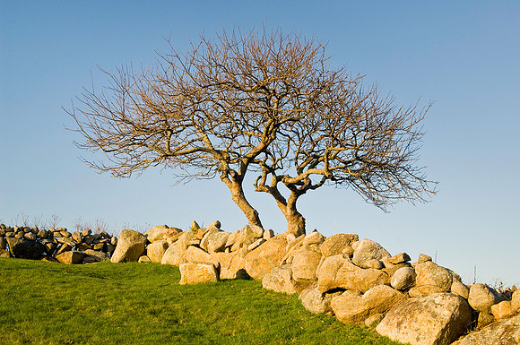 Middle Pond Tree & Stone Wall