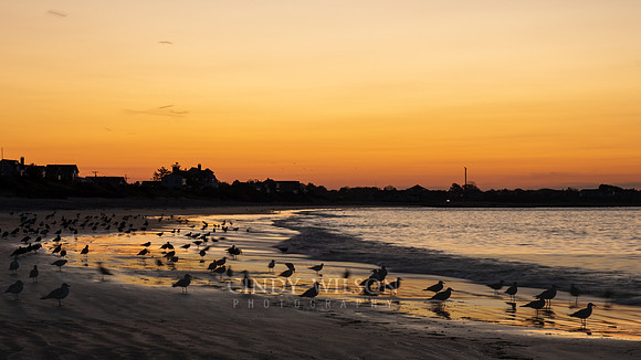 Seagulls at Sunrise, Salty Brine Beach