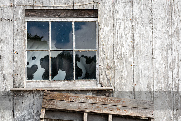 Your Inner Cow