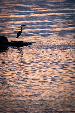Egret in Morning