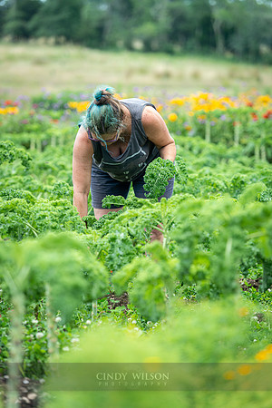 Picking Kale, Arcadia Organic Farm