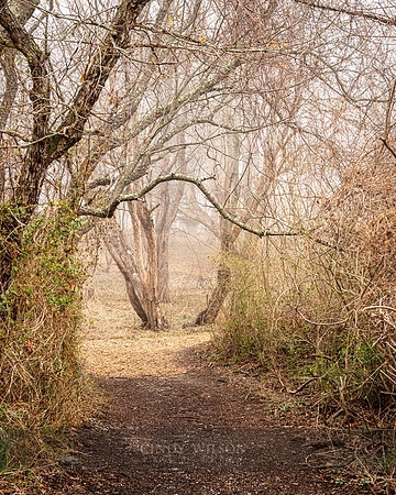 Spring Passage, Castle Hill