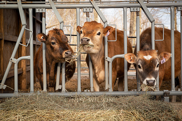 Cow Trio