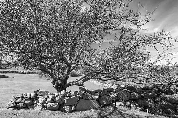 Block Island Wall, Turnip Farm