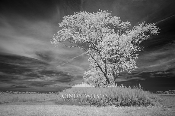 Infared Tree